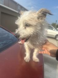 Found/Stray Male Dog last seen In front of the street, Orlando, FL 32824