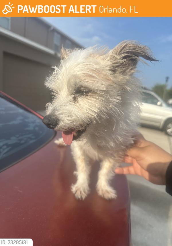 Found/Stray Male Dog last seen In front of the street, Orlando, FL 32824