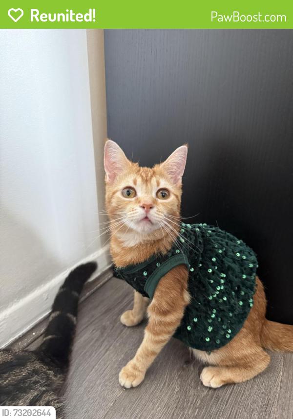 Reunited Female Cat last seen Dagobert hse, Stepney Green, England E1 3HW