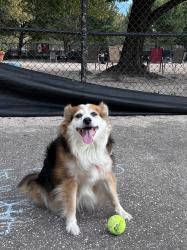 Reunited Female Dog last seen Sunoco on Parklawn, Rockville, MD 20852