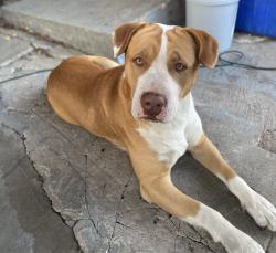 Lost Male Dog last seen Eastfield college, Mesquite, TX 75150