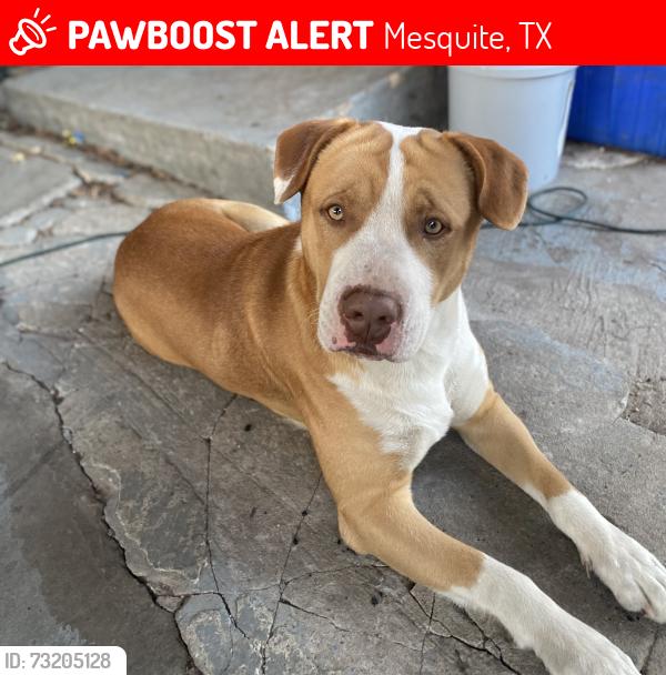 Lost Male Dog last seen Eastfield college, Mesquite, TX 75150