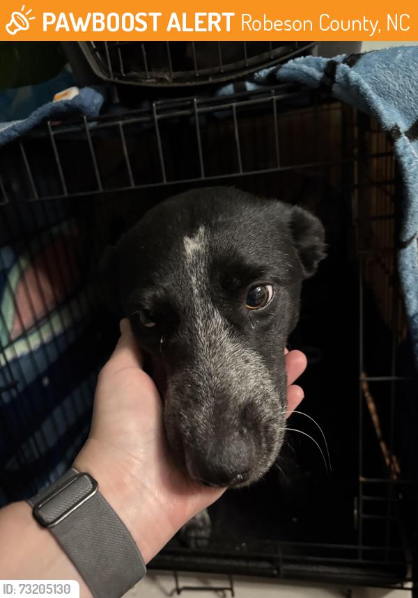 Found/Stray Female Dog last seen Kyle street, Robeson County, NC 28372