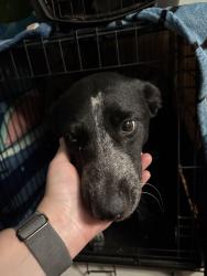Found/Stray Female Dog last seen Kyle street, Robeson County, NC 28372