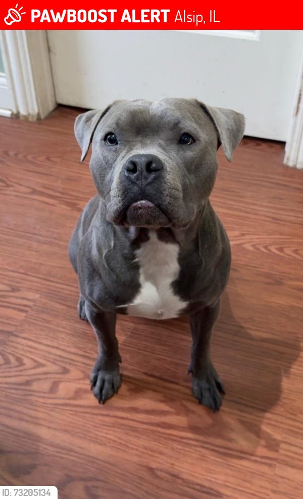 Lost Female Dog last seen 119th and Cicero, Alsip, IL 60803