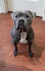 Lost Female Dog last seen 119th and Cicero, Alsip, IL 60803