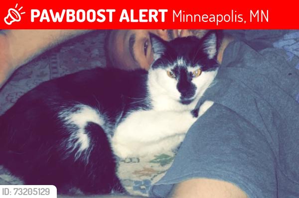 Lost Male Cat last seen Polk and 19th, Minneapolis, MN 55418