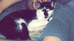 Lost Male Cat last seen Polk and 19th, Minneapolis, MN 55418