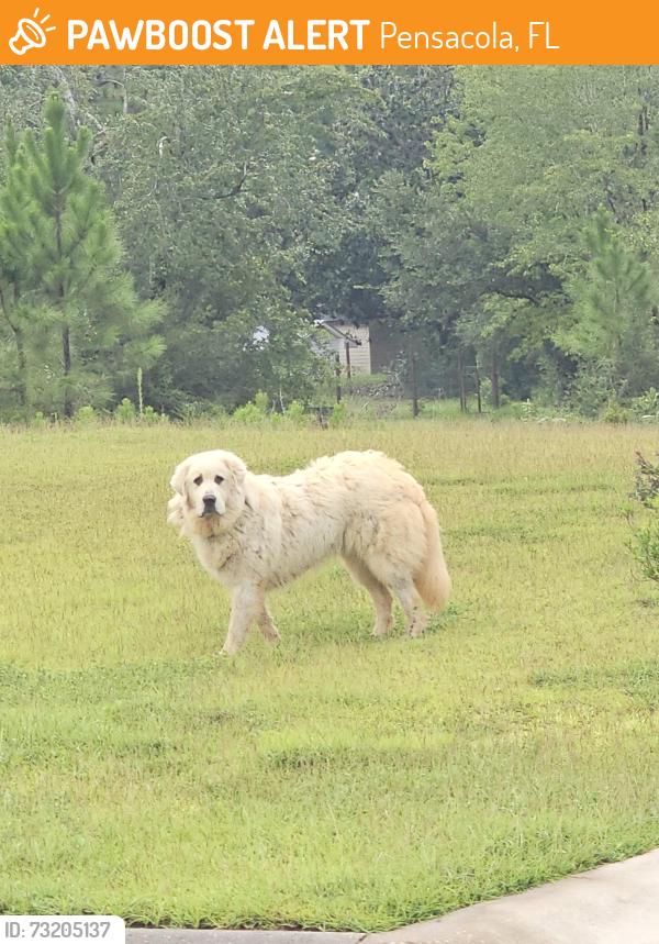 Found/Stray Unknown Dog last seen Boatswain Rd, Pensacola, FL 32502