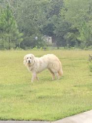 Found/Stray Unknown Dog last seen Boatswain Rd, Pensacola, FL 32502