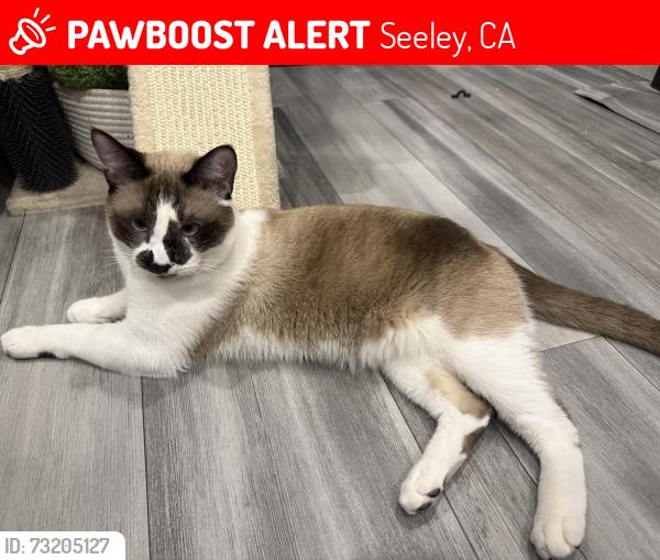 Lost Male Cat last seen Seeley Market, Seeley, CA 92243