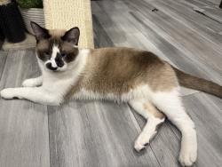 Lost Male Cat last seen Seeley Market, Seeley, CA 92243