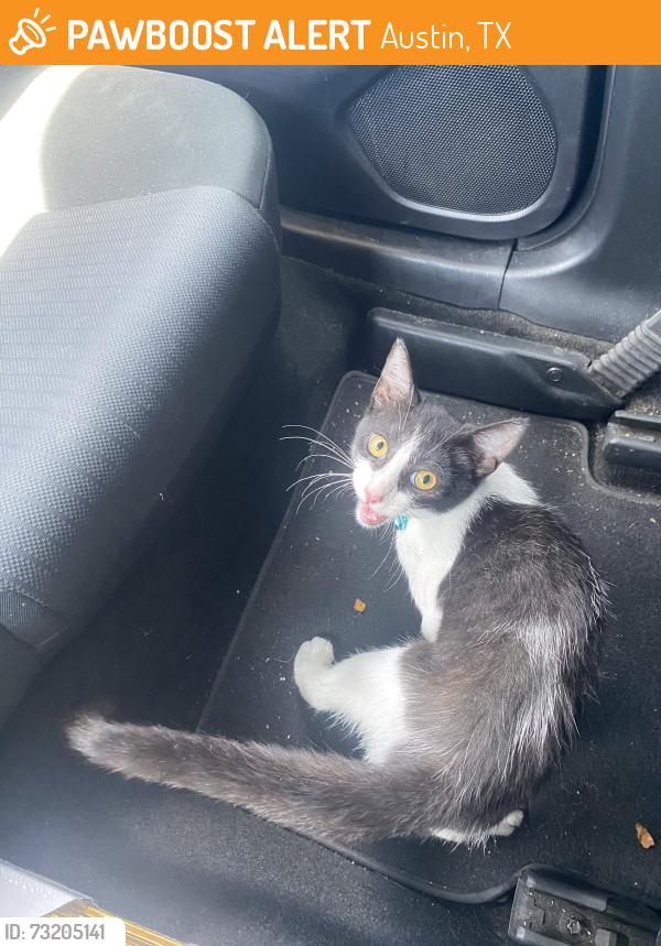 Found/Stray Male Cat last seen in a trees outside chilis off i35 701 E Stassney Ln Ste A, Austin, TX 78745, Austin, TX 78745