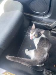 Found/Stray Male Cat last seen in a trees outside chilis off i35 701 E Stassney Ln Ste A, Austin, TX 78745, Austin, TX 78745