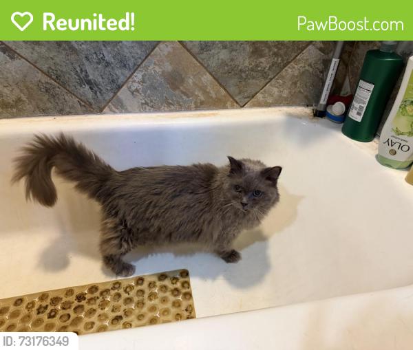 Reunited Male Cat last seen Riverview Dr, Howard, WI 54313