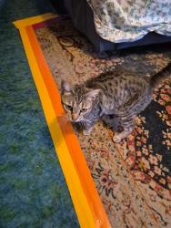 Reunited Female Cat last seen Dwight way at Mcgee, Berkeley, Berkeley, CA 94703