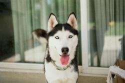 Lost Female Dog last seen Oregon and W 33rd Way, Long Beach, CA 90806