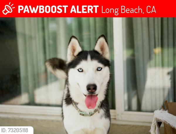 Lost Female Dog last seen Oregon and W 33rd Way, Long Beach, CA 90806