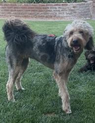 Reunited Female Dog last seen Campbell and Alta - Gated Neighborhood., Las Vegas, NV 89107