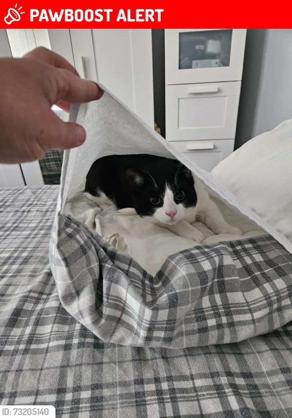 Lost Male Cat last seen Sikeside, North Lanarkshire, Scotland 