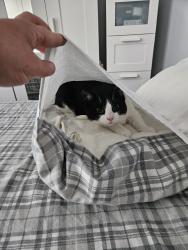 Lost Male Cat last seen Sikeside, North Lanarkshire, Scotland 
