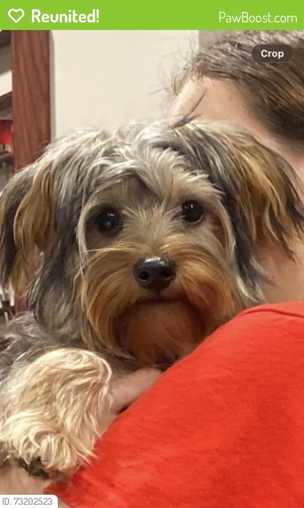 Reunited Male Dog last seen Browns lane and Hubbards lane, Saint Matthews, KY 40207