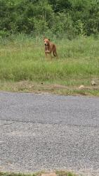 Found/Stray Female Dog last seen Barton Road Molino,fl, Escambia County, FL 32577