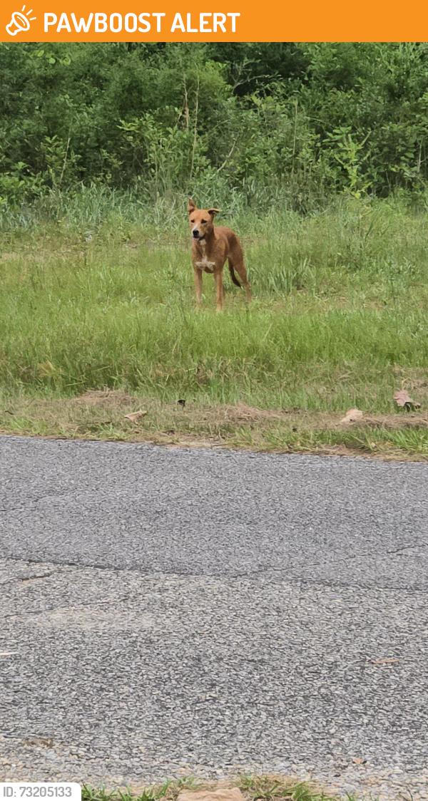 Found/Stray Female Dog last seen Barton Road Molino,fl, Escambia County, FL 32577