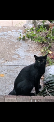 Found/Stray Unknown Cat last seen North Carolina and 24th Place NE, Washington, DC 20002