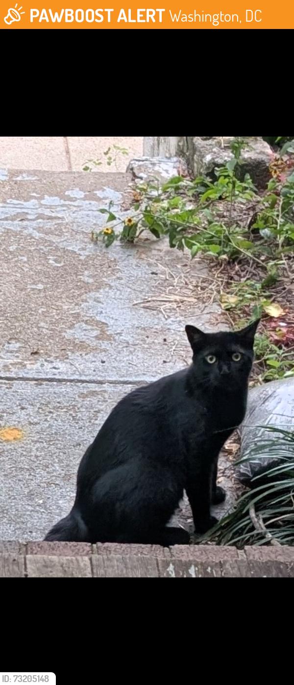 Found/Stray Unknown Cat last seen North Carolina and 24th Place NE, Washington, DC 20002