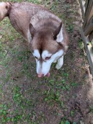 Reunited Unknown Dog last seen Near dancer rd, Richmond, VA 23294