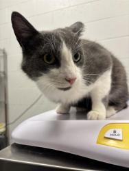 Shelter Stray Male Cat last seen Near, 2600 S Harding St, Indianapolis, IN 46221, USA