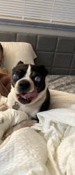 Lost Male Dog last seen Stonehedge way, Hudson, FL 34667