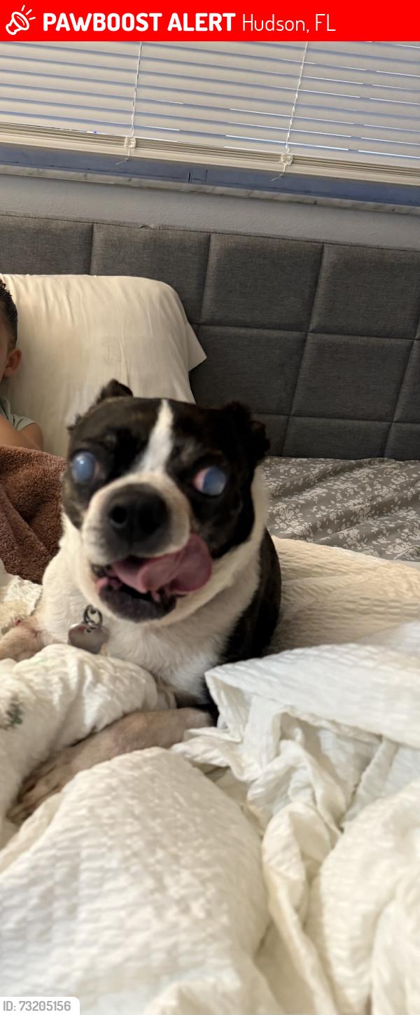 Lost Male Dog last seen Stonehedge way, Hudson, FL 34667