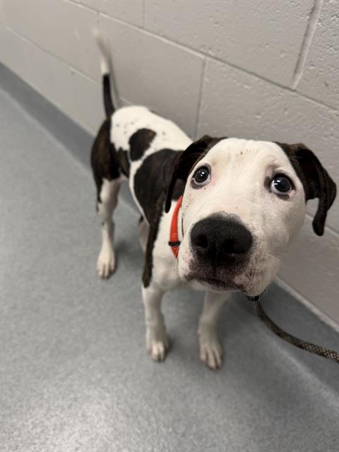 Shelter Stray Male Dog last seen Near, 2600 S Harding St, Indianapolis, IN 46221, USA