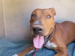 Shelter Stray Male Dog last seen Near BLOCK W PALM LN, 5501 E Van Buren St, Phoenix, AZ 85008, USA