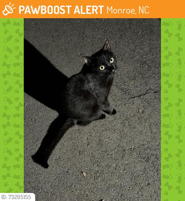 Found/Stray Unknown Cat last seen Carroll St. and Hwy 74/Old Charlotte Hwy., Monroe, NC 28110