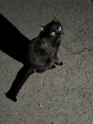 Found/Stray Unknown Cat last seen Carroll St. and Hwy 74/Old Charlotte Hwy., Monroe, NC 28110