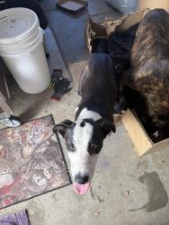 Found/Stray Female Dog last seen Wood St, Perris, CA 92571