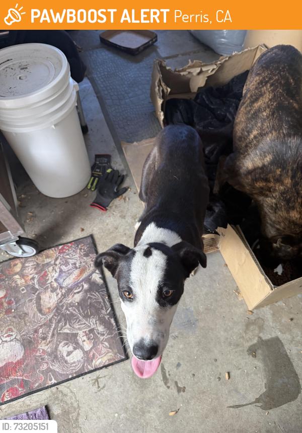 Found/Stray Female Dog last seen Wood St, Perris, CA 92571