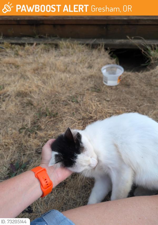 Found/Stray Unknown Cat last seen NE 23rd Pl & Kelly, Gresham, OR 97030
