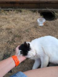 Found/Stray Unknown Cat last seen NE 23rd Pl & Kelly, Gresham, OR 97030