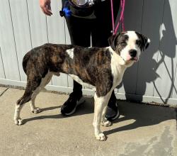 Shelter Stray Male Dog last seen Near BLOCK LISBON LANE, 3528 Newburg Rd, Louisville, KY 40218, USA