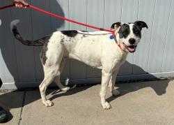 Shelter Stray Female Dog last seen Near BLOCK LISBON LANE, 3528 Newburg Rd, Louisville, KY 40218, USA
