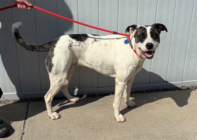 Shelter Stray Female Dog last seen Near BLOCK LISBON LANE, 3528 Newburg Rd, Louisville, KY 40218, USA