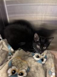 Shelter Stray Female Cat last seen Near BLOCK W NORWALK RD, 4522 W 3500 S, West Valley City, UT 84120, USA