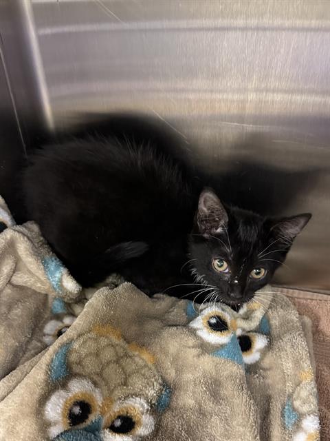 Shelter Stray Female Cat last seen Near BLOCK W NORWALK RD, 4522 W 3500 S, West Valley City, UT 84120, USA