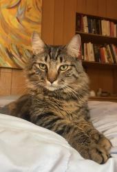 Reunited Male Cat last seen 22nd & Eaton St, Edgewater, CO 80214