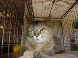 Shelter Stray Female Cat last seen , 14409 Vanowen St, Van Nuys, CA 91405, USA