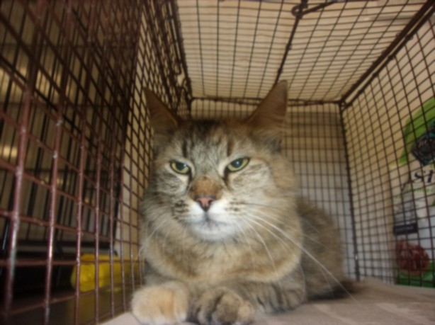 Shelter Stray Female Cat last seen , 14409 Vanowen St, Van Nuys, CA 91405, USA